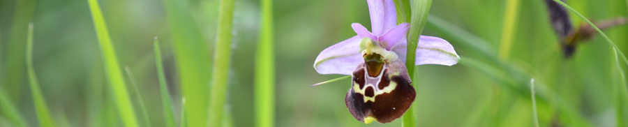 Orchideenliste